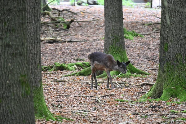 Little Scrawny Deer Walking Mossy Tree Trunks Wild Forest — 图库照片