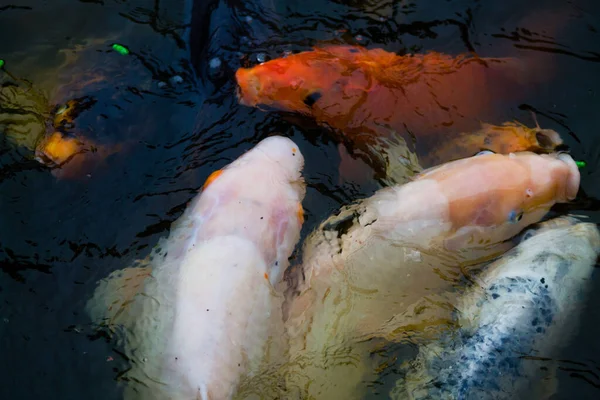Closeup Shot Snappers Goldfish Water — Foto Stock