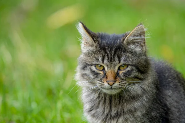 Gray Striped Tabby Cat Sitting Green Grass —  Fotos de Stock