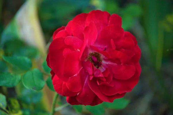 Closeup Red Rose Shallow Focus — Stock Photo, Image