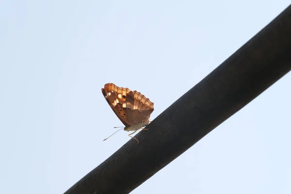 Μια Χαμηλή Γωνία Βολής Μιας Πεταλούδας Ένα Σύρμα — Φωτογραφία Αρχείου