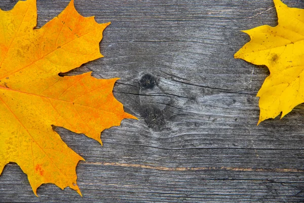 Closeup Yellow Autumn Maple Leaves Wooden Background — Stockfoto