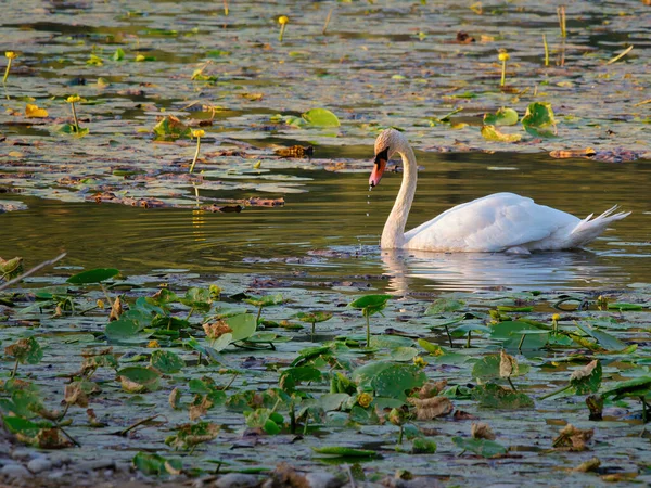 Closeup White Swan Swimming Water — Stok fotoğraf