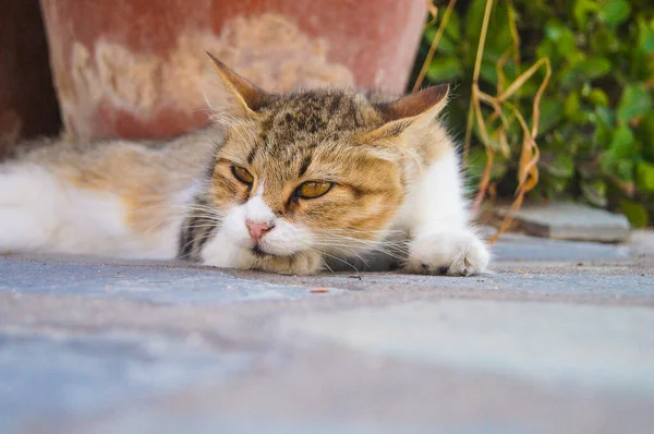 Roztomilá Domácí Kočka Ležící Zemi — Stock fotografie