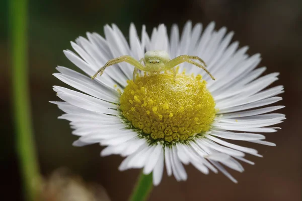 Closeup Erigeron Annuus Spider Annual Fleabane Daisy Fleabane — Stockfoto