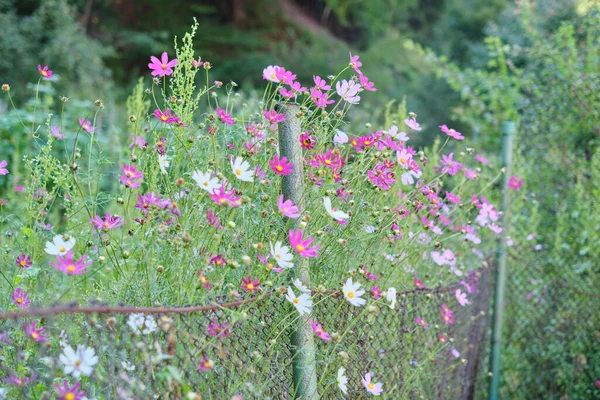 Closeup Shot Colorful Cosmos Flowers Growing Fence —  Fotos de Stock