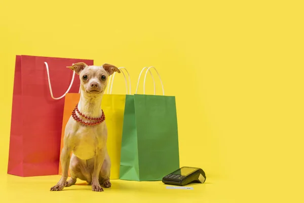 Chihuahua Shopping Bags Yellow Background — Stok fotoğraf