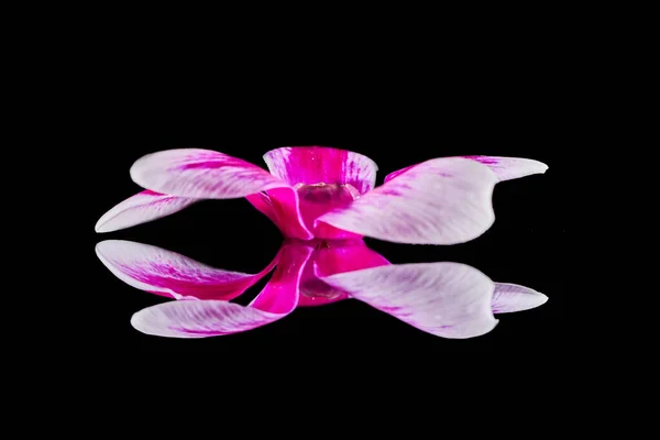 Крупный План Розового Цветка Изолированного Черном Отражающем Фоне — стоковое фото