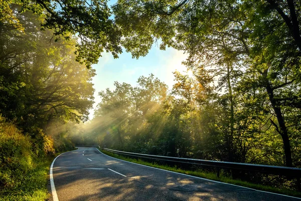 Road Surrounded Green Vegetation Sunny Morning — Φωτογραφία Αρχείου