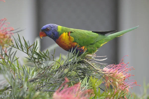 Shot Rainbow Lorikeet Trichoglossus Moluccanus Standing Branch Grevillea Ned Kelly — Stock Photo, Image