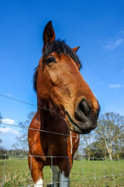 Vertical Shot Brown Horse Fence Sunny Field — ストック写真