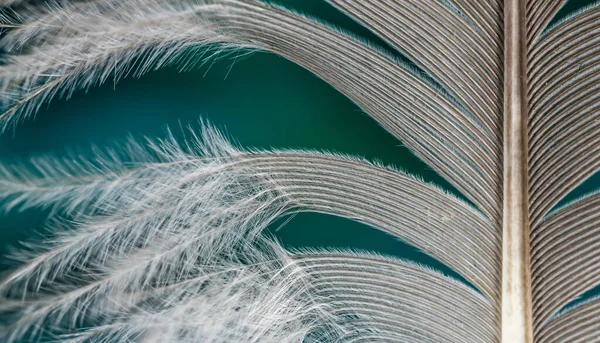 Macro Shot White Feather Green Background — 图库照片