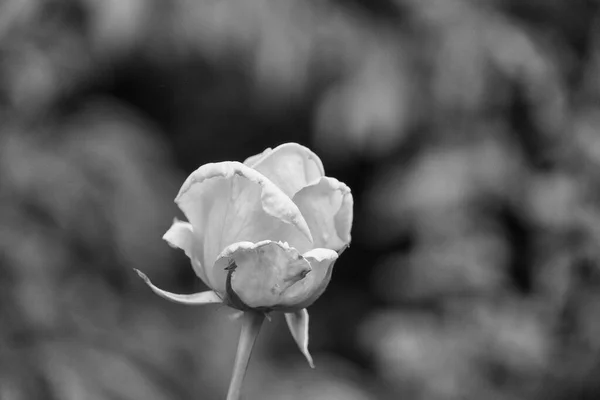 Grayscale Closeup Beautiful Rose — Fotografia de Stock