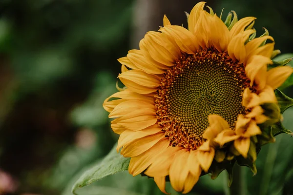 Macro Shot Yellow Sunflower Leaves Background — 图库照片