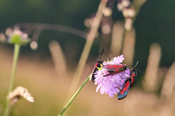 Selective Focus Shot Burnet Moths Pink Flower — Foto de Stock