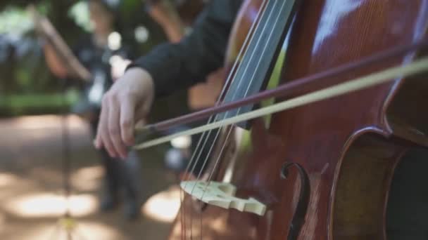 Крупним Планом Скрипки — стокове відео