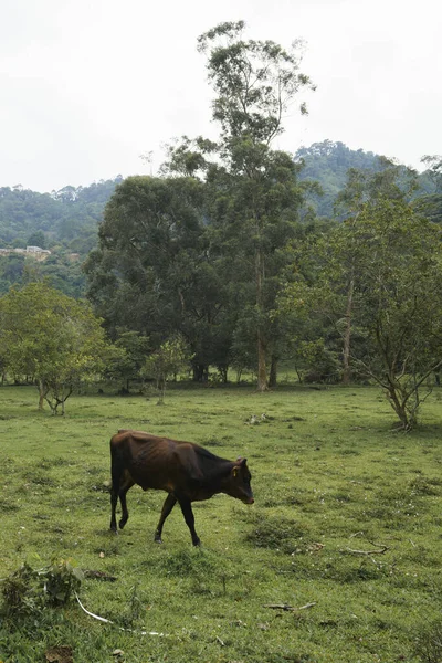 Крупним Планом Обгортання Корови Зеленій Фермі — стокове фото