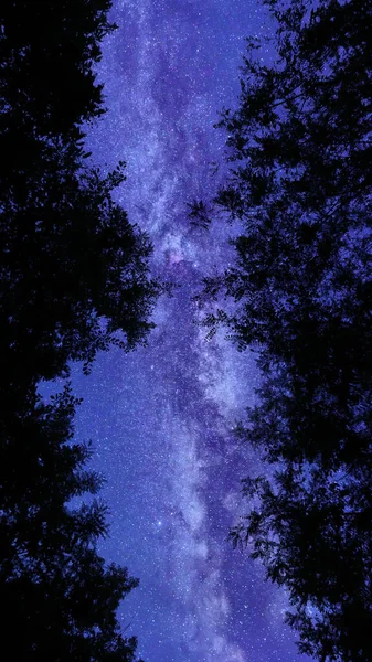 Beautiful View Starry Sky Large Trees — Stock fotografie