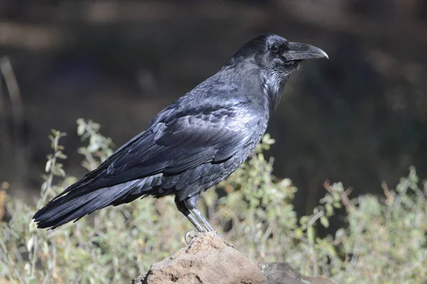 Selective Focus Shot Crow Perched Rock —  Fotos de Stock