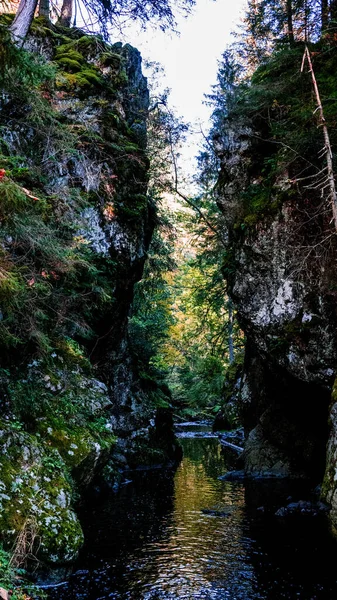 Вертикальний Знімок Невеликого Водного Потоку Лісі — стокове фото