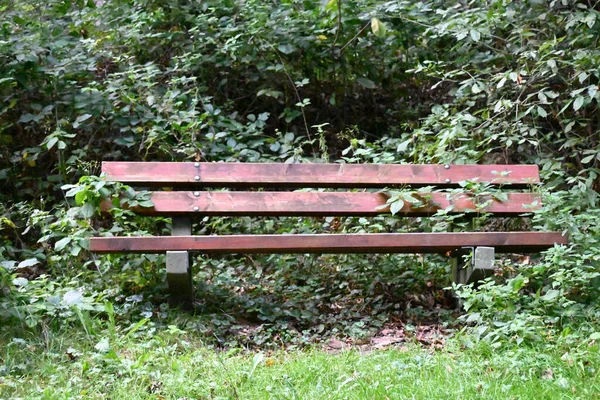 Old Wooden Bench Forest — Stock Photo, Image
