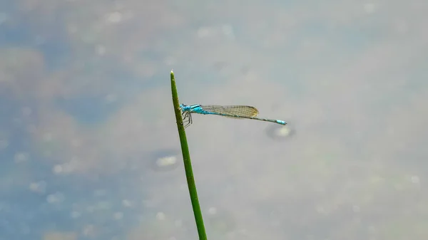 Een Blauwe Waterjuffer Die Overdag Een Plant Natuur Zit — Stockfoto