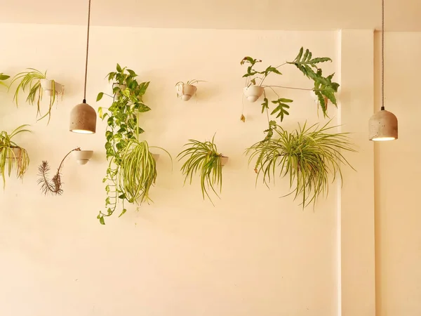 Closeup Shot Plants Hanging Wall Interior — Foto Stock
