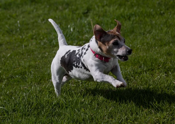 Terrier Correndo Bonito Com Colar Vermelho Gramado — Fotografia de Stock