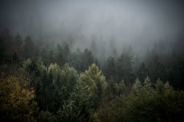 Paysage Automne Arbres Colorés Par Une Journée Brumeuse Dans Forêt — Photo