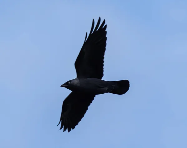 Corbeau Volant Gros Bec Contre Ciel Bleu Clair — Photo