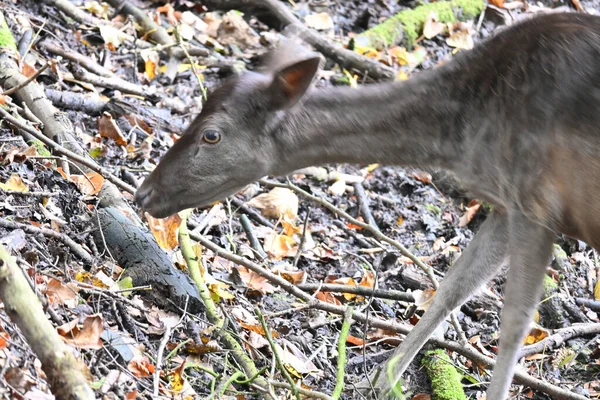 Young Deer Searching Food Forest —  Fotos de Stock