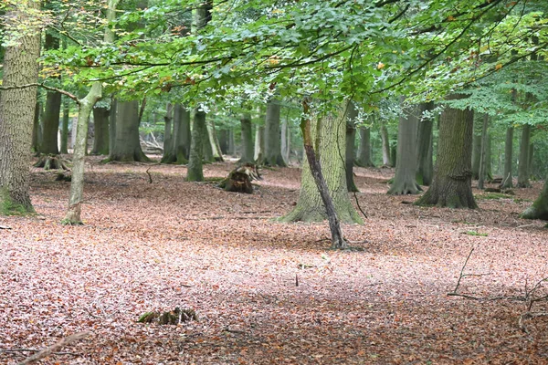 Green Forest Fallen Leaves Ground — Φωτογραφία Αρχείου