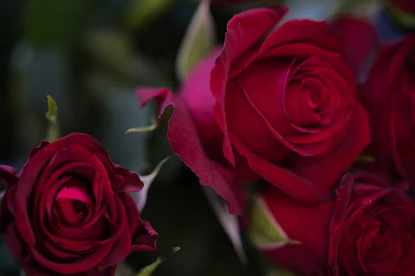 Closeup Shot Dew Covered Red Roses Wallpaper Background — Stock Fotó