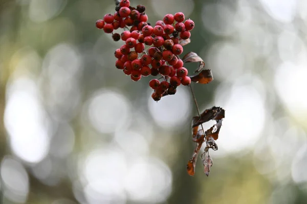 Closeup Shot Sorbus Berries Blurred Background — Stock Fotó