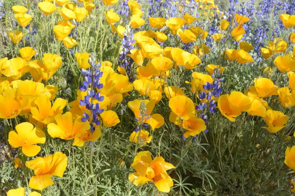 Field Growing Eschscholzia Lupine Flowers — Stockfoto