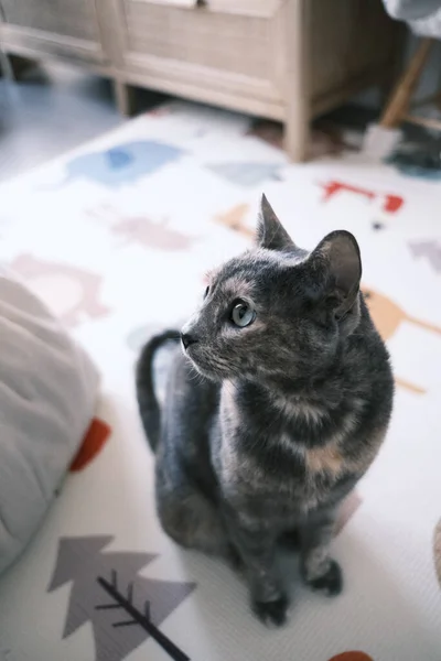 Closeup Shot Shorthair Kitten Sitting Floor — Foto de Stock