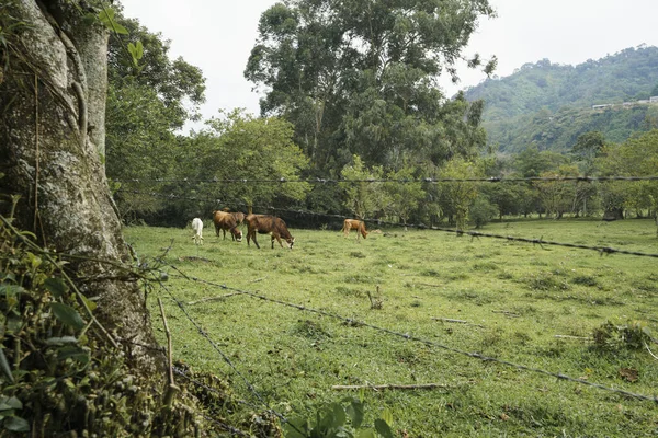 Group Cows Pasturing Green Farm — Stock Fotó