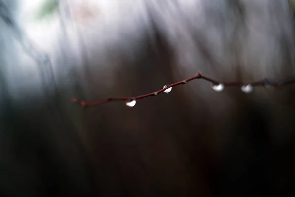 小分枝 小分枝带有小水滴的细枝或茎 — 图库照片