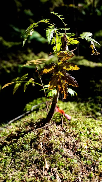 Vertical Shot Small Tree Branch Forest — Foto de Stock