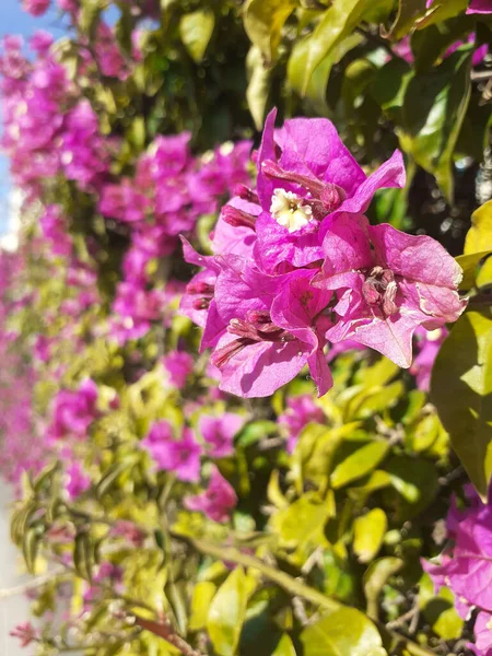 Closeup Beautiful Pink Flowers Garden — Fotografia de Stock