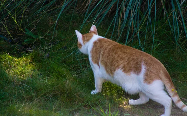 White Ginger Cat Hunting Park — Stock Fotó