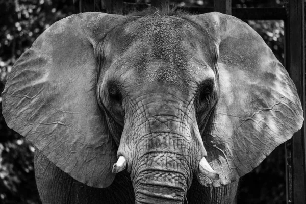 Grayscale Portrait Elephant — Zdjęcie stockowe