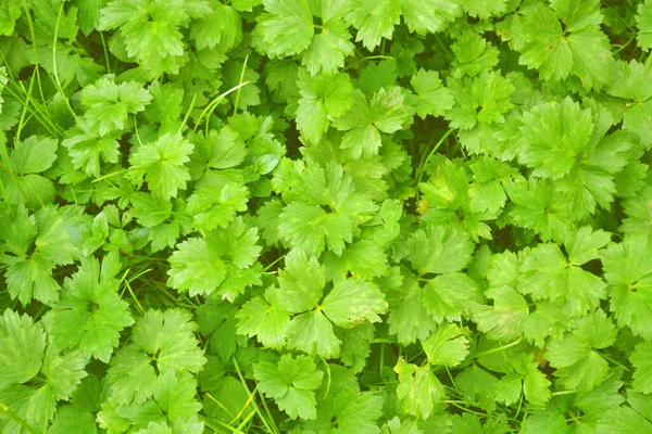 Beautiful Shot Green Plants Background — Stockfoto