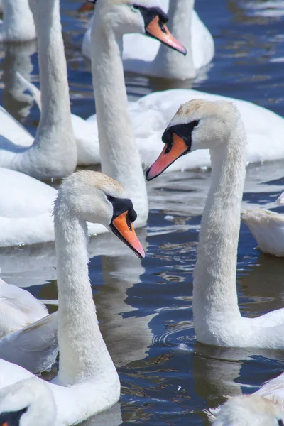 Vertical Shot Mute Swans Water Abbotsbury Swannery — Fotografia de Stock