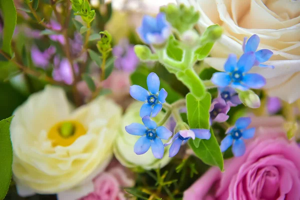 Selective Focus Beautiful Colorful Flowers — Stockfoto