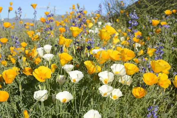 Field Growing Eschscholzia Lupine Flowers — Stockfoto