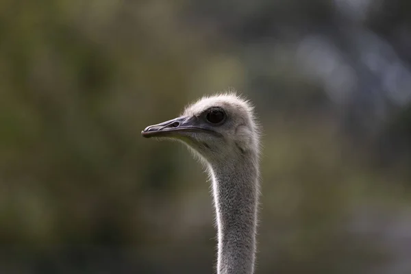 Closeup Ostrich Colchester Zoo Sunlight Heckfordbridge England — Stock Photo, Image