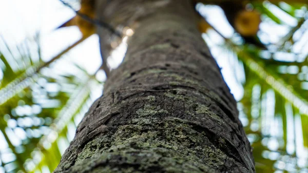 ヤシの木の低角度ショット — ストック写真