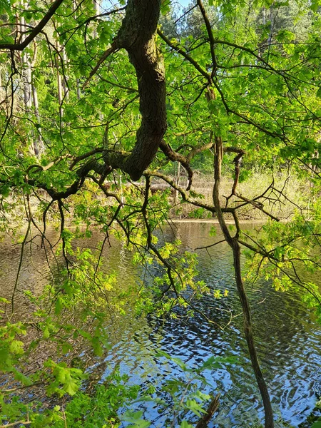 Closeup Shot Tree Green Leaves Growing Lakeshore — 스톡 사진