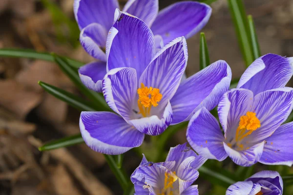 Closeup Beautiful Crocus Flowers Garden — Zdjęcie stockowe